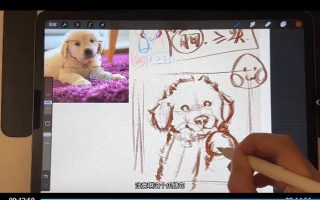 凶猛悍兔动物插画速写课2025【画质高清有笔刷素材】